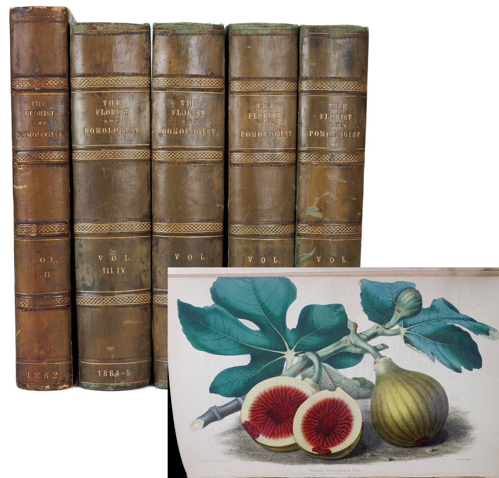 <center>  Thomas Moore & Robert Hogg <br><i> THE FLORIST AND POMOLOGIST </i><br> 9 YEARS bound in 5 Volumes <br><i> 143 Full Page PLATES </i><br> CHROMOLITHOGRAPHS <br><i> with </i><br> HAND-COLORING </i><p> 1862-1871 </center>